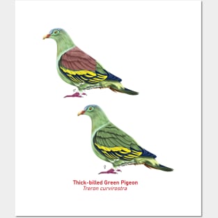 Thick-billed Green Pigeon | Treron curvirostra ⚥ Posters and Art